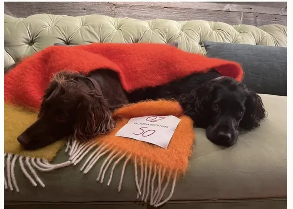 ¡¡Nunca trabajéis con niños o con animales!!, la perruna Navidad de los Beckham