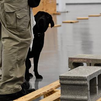 Lulu, despedida por la CIA: porque no todos los perros …