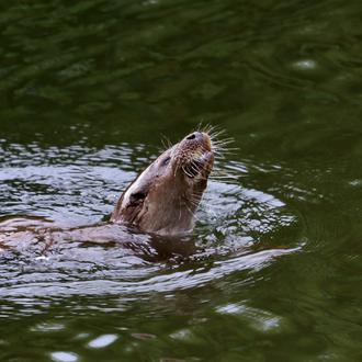 Los detectives caninos que ayudan a la conservación de las …