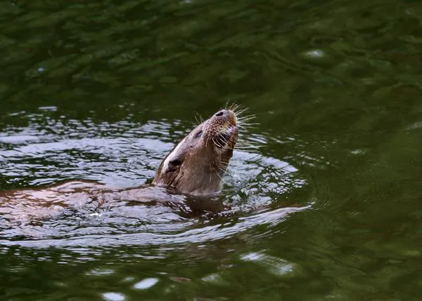 Los detectives caninos que ayudan a la conservación de las nutrias en Gales del Sur