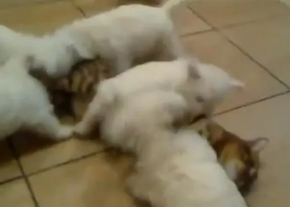 El peligroso ataque de... los cachorros