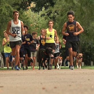 Estudiantes de instituto corren con perros de una protectora durante …