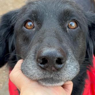 Las voluntarias de la protectora APAN denuncian que han sido …