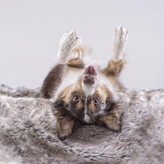 El mundo del revés es más sonriente: fotos de perros …