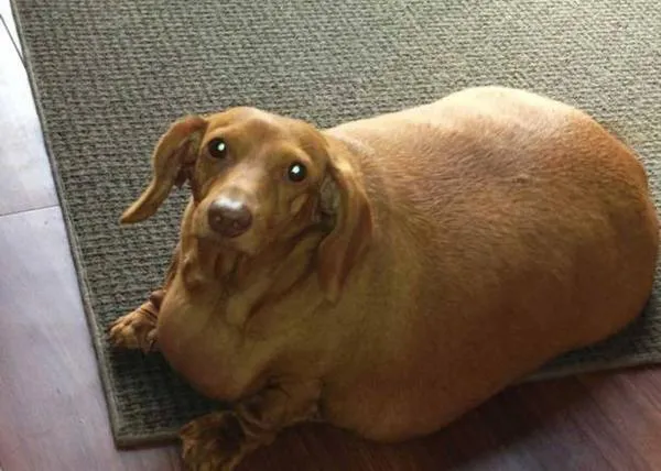 Dennis, el salchicha que ha adelgazado 20 kg, busca ahora concienciar sobre la obesidad canina