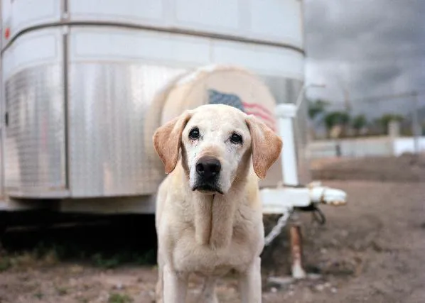 Los perros del 11 S, una década después