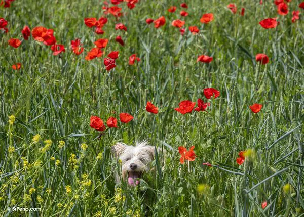 El grave peligro del golpe de calor: saber cómo actuar con agilidad puede salvar la vida de tu perro