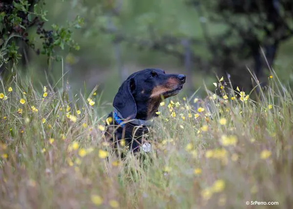 La importancia de los chequeos veterinarios y de no ignorar ningún cambio de comportamiento en nuestro perro