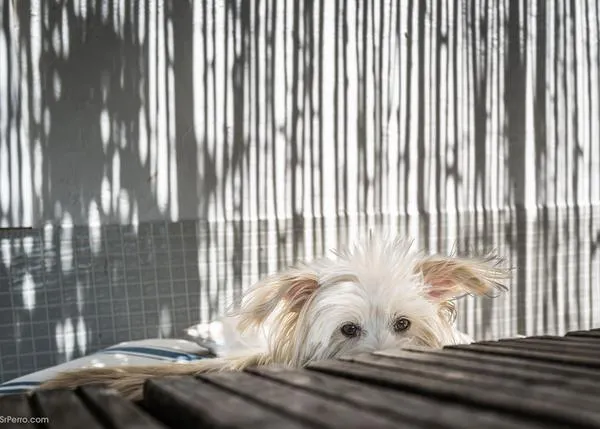 ¿Qué fue, para ti, lo más complicado o lo más sorprendente la primera vez que conviviste con un perro?