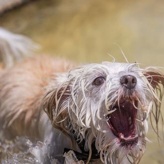 Los cuatro comportamientos de los perros que son percibidos como …