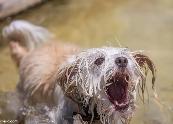 Los cuatro comportamientos de los perros que son percibidos como más problemáticos por sus familias