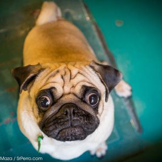 La Asociación de Veterinarios Británicos alerta sobre los problemas de …