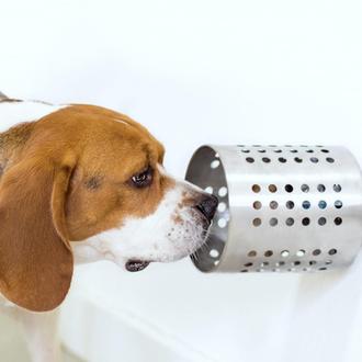 Los perros logran detectar el cáncer en la sangre con …