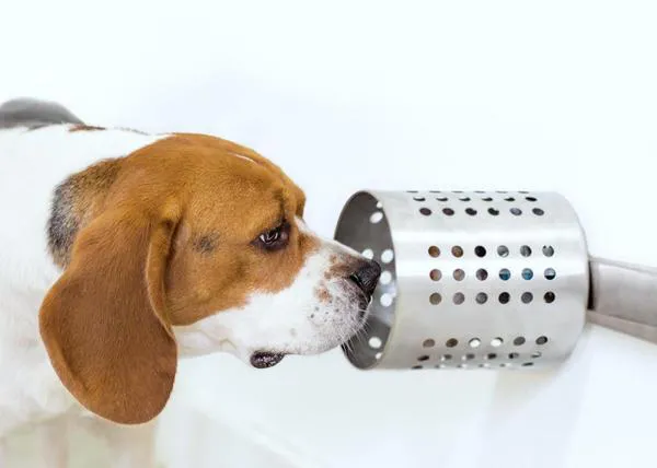 Los perros logran detectar el cáncer en la sangre con una precisión de casi el 97%