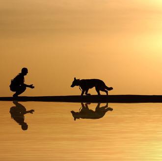 El duelo en perros y gatos ¿cómo muestran su pesar …