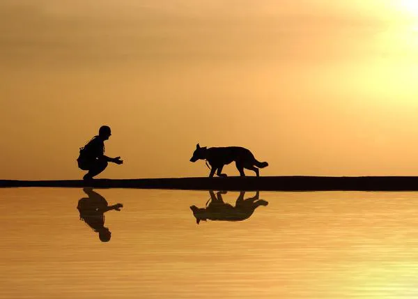 El duelo en perros y gatos ¿cómo muestran su pesar ante la pérdida de sus congéneres y otros animales amigos?