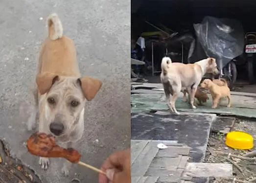 La razón por la que una perra hambrienta optó por no comer 