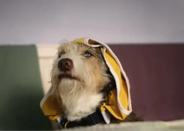 Un perro obsesionado por los calzoncillos de su humano, prota de una importante campaña de Dogs Trust