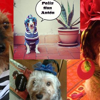 ¿Cómo hemos celebrado San Antón? Con muchos perros guapos, guapos