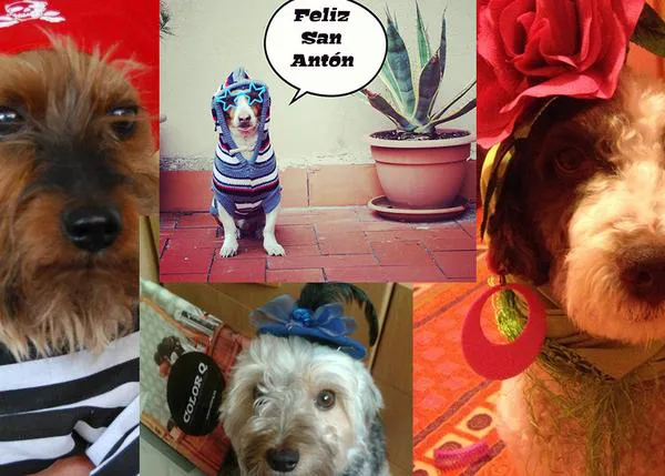 ¿Cómo hemos celebrado San Antón? Con muchos perros guapos, guapos