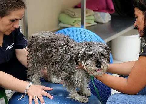 México apuesta -por ley- por la creación de clínicas veterinarias públicas en todo el país