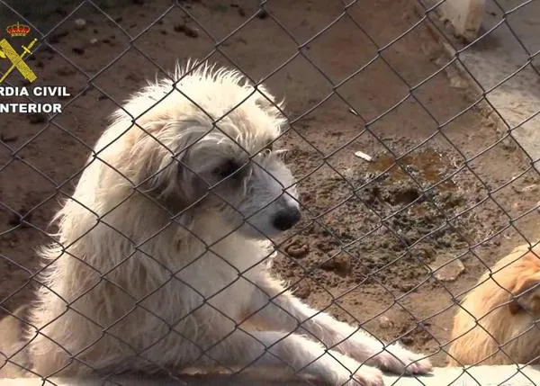 En 2016, el SEPRONA ha detenido o investigado a 414 personas por delitos contra los animales