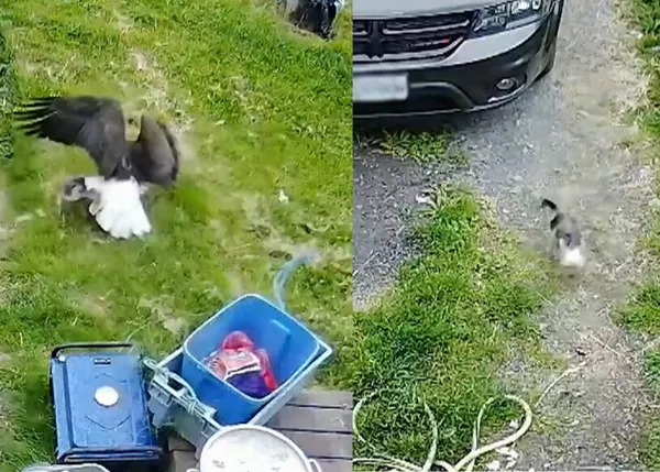 El aterrador momento que un águila atrapa a una cachorra de Yorkie (que logró salvarse)