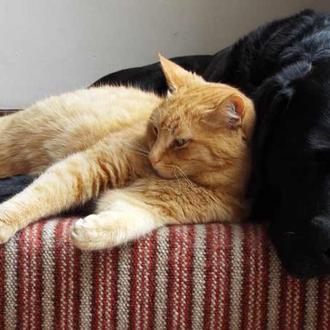 No hay necesidad de vacunar a perros o gatos de …