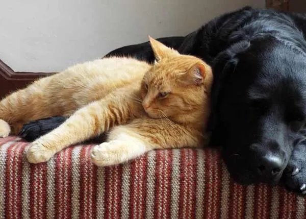 No hay necesidad de vacunar a perros o gatos de COVID-19, reitera la Asociación de Veterinarios Británicos