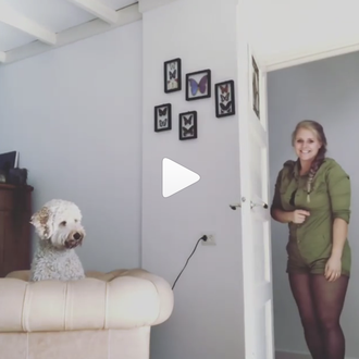 El nuevo reto canino que triunfa instagram: un sencillo truco …