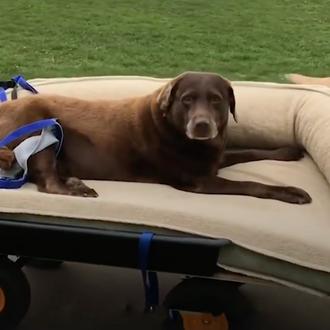 Amores perros: una Labradora viejita disfruta de paseos en familia …