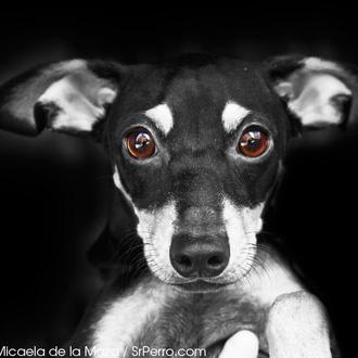 Los perros urbanos suman y no restan ¿cuándo se entenderá …