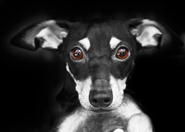 Los perros urbanos suman y no restan ¿cuándo se entenderá así la cuestión?