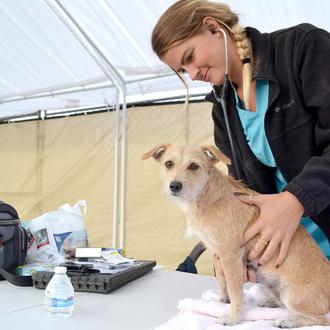 Una clínica veterinaria móvil proporciona una ayuda indispensable para los …