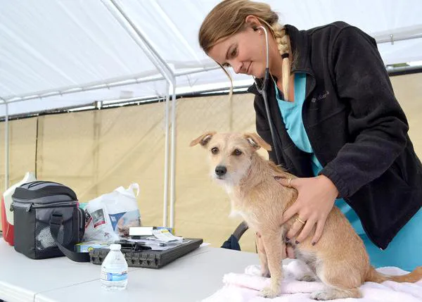 Una clínica veterinaria móvil proporciona una ayuda indispensable para los animales de las personas sin hogar en San Diego