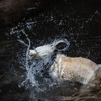 La ciencia tras el gesto de los perros de sacudirse …