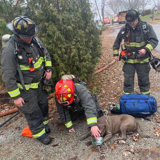 El emocionante y feliz momento en el que los bomberos …