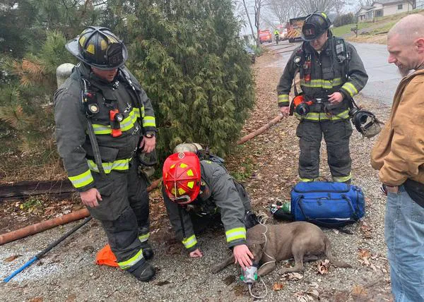 El emocionante y feliz momento en el que los bomberos salvan la vida a una perra tras un incendio