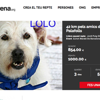 42 km a la carrera por los perros y gatos …