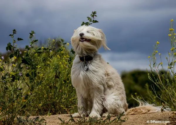Consejos para fomentar la autonomía y la calma en nuestros perros