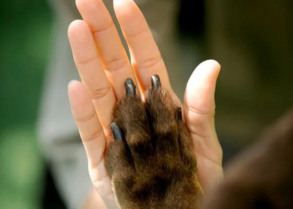 Una propuesta legislativa aboga por el permiso laboral retribuido por el fallecimiento de un animal de familia
