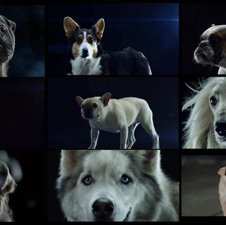 ¿Quién va a salvar al mundo? Claramente, los perros (con …