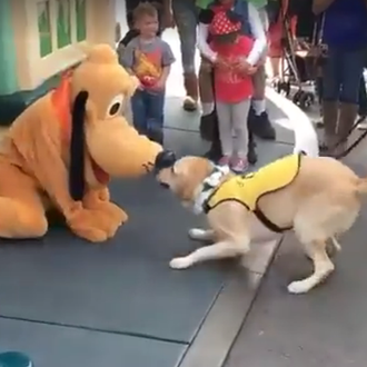 Amores casi perros: un aspirante a perro guía (y otros …