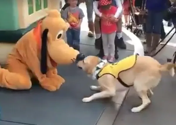 Amores casi perros: un aspirante a perro guía (y otros canes) se encuentran con Pluto