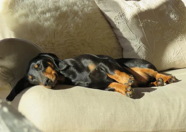 Perros y gatos en Europa, las cifras oficiales