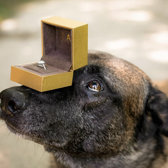 ¿Los protagonistas de una boda especialmente perruna? ¡Los nueve canes …