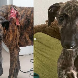 Así están los perros y gatos salidos de la finca …