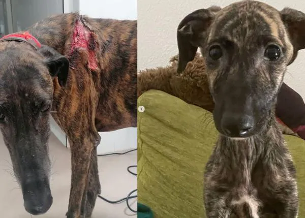 Así están los perros y gatos salidos de la finca de Humanes donde les sacaban sangre hasta la muerte