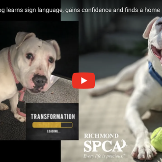 Más de dos meses de trabajo para lograr que una …