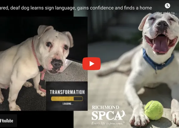 Más de dos meses de trabajo para lograr que una perra sorda, con miedo a todo y a todos, pudiera ser adoptada